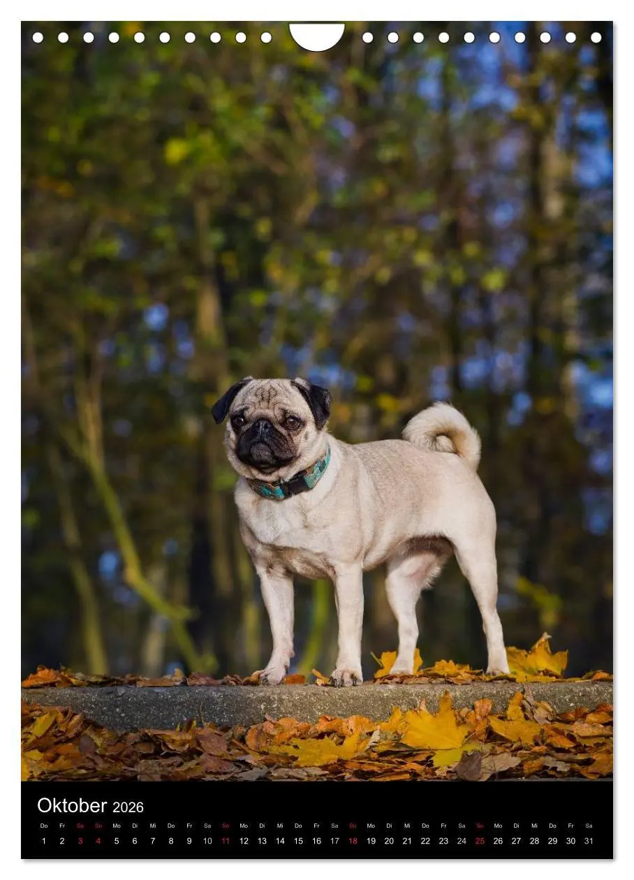Bild: 9783516485400 | Das Mops-Jahr 2026 (Wandkalender 2026 DIN A4 hoch), CALVENDO...