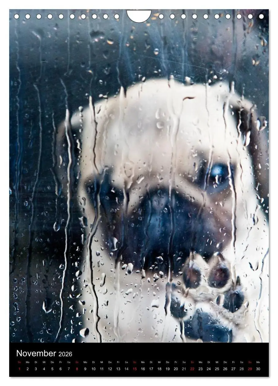Bild: 9783516485400 | Das Mops-Jahr 2026 (Wandkalender 2026 DIN A4 hoch), CALVENDO...