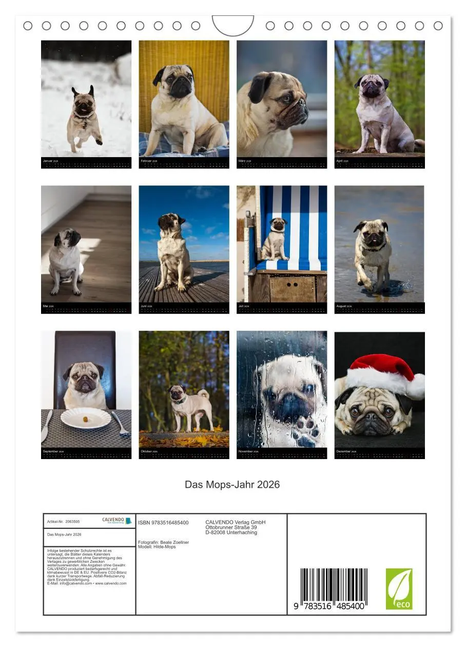 Bild: 9783516485400 | Das Mops-Jahr 2026 (Wandkalender 2026 DIN A4 hoch), CALVENDO...