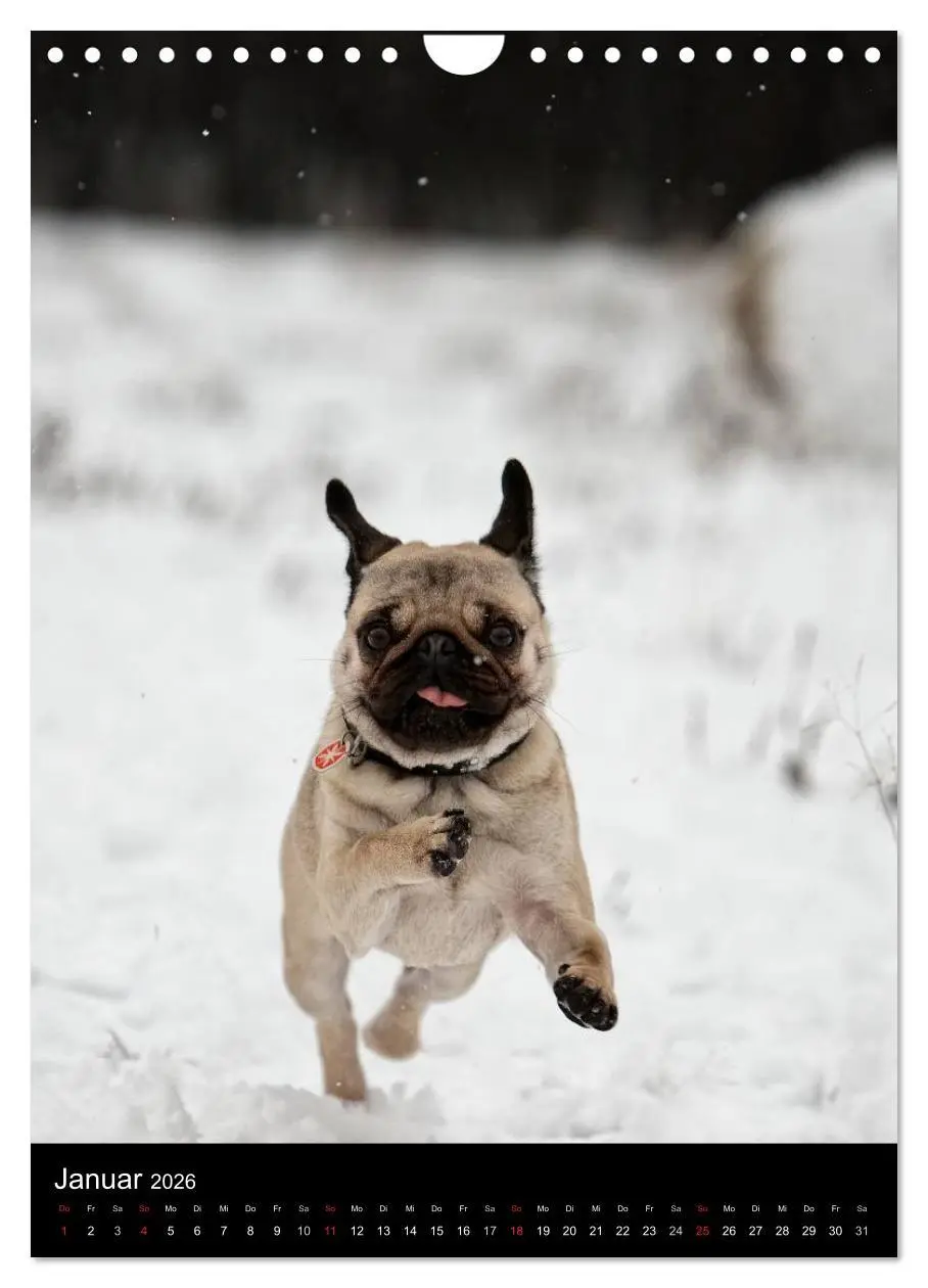 Bild: 9783516485400 | Das Mops-Jahr 2026 (Wandkalender 2026 DIN A4 hoch), CALVENDO...