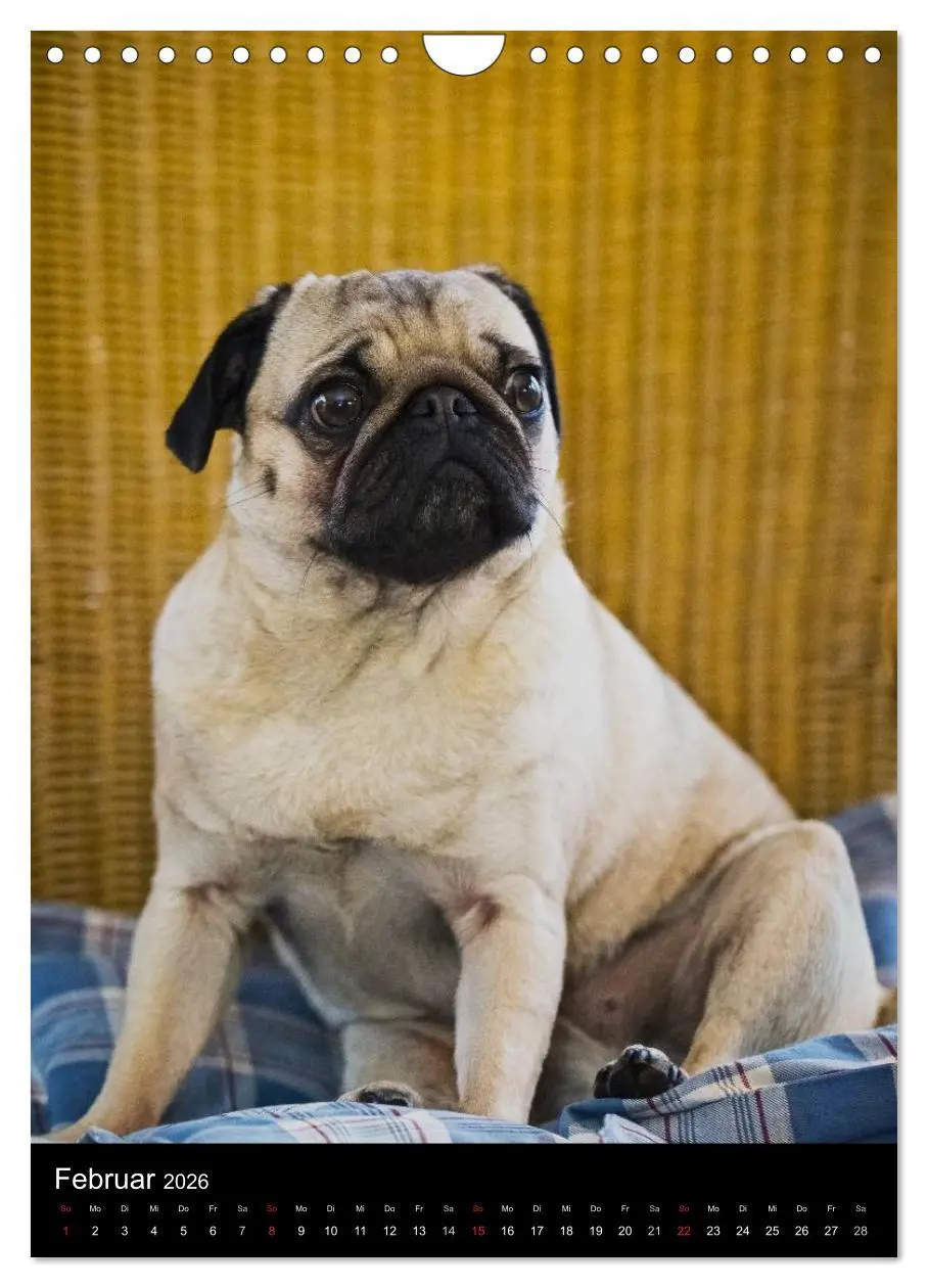 Bild: 9783516485400 | Das Mops-Jahr 2026 (Wandkalender 2026 DIN A4 hoch), CALVENDO...