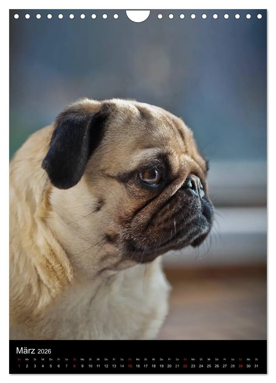Bild: 9783516485400 | Das Mops-Jahr 2026 (Wandkalender 2026 DIN A4 hoch), CALVENDO...