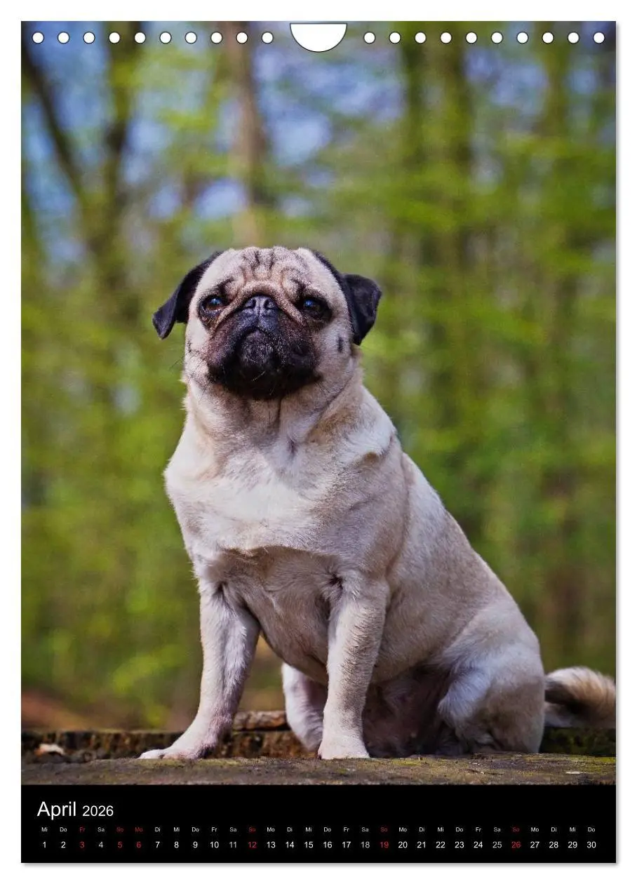 Bild: 9783516485400 | Das Mops-Jahr 2026 (Wandkalender 2026 DIN A4 hoch), CALVENDO...