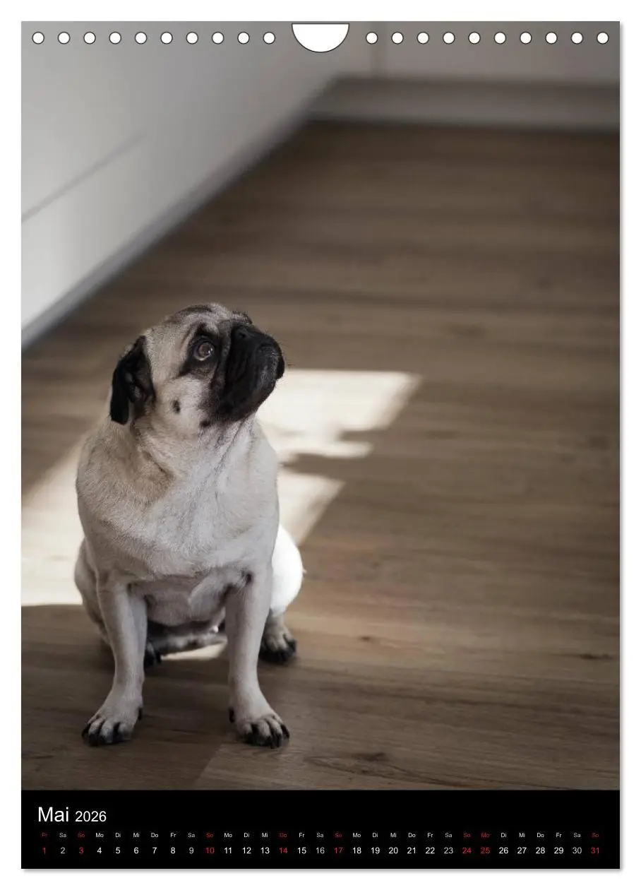 Bild: 9783516485400 | Das Mops-Jahr 2026 (Wandkalender 2026 DIN A4 hoch), CALVENDO...