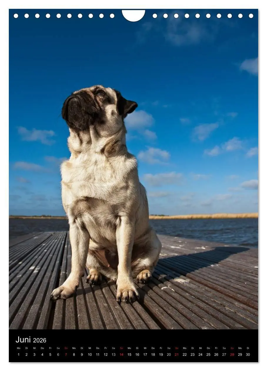 Bild: 9783516485400 | Das Mops-Jahr 2026 (Wandkalender 2026 DIN A4 hoch), CALVENDO...