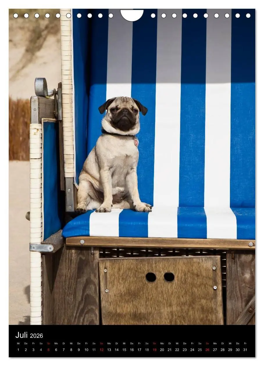 Bild: 9783516485400 | Das Mops-Jahr 2026 (Wandkalender 2026 DIN A4 hoch), CALVENDO...
