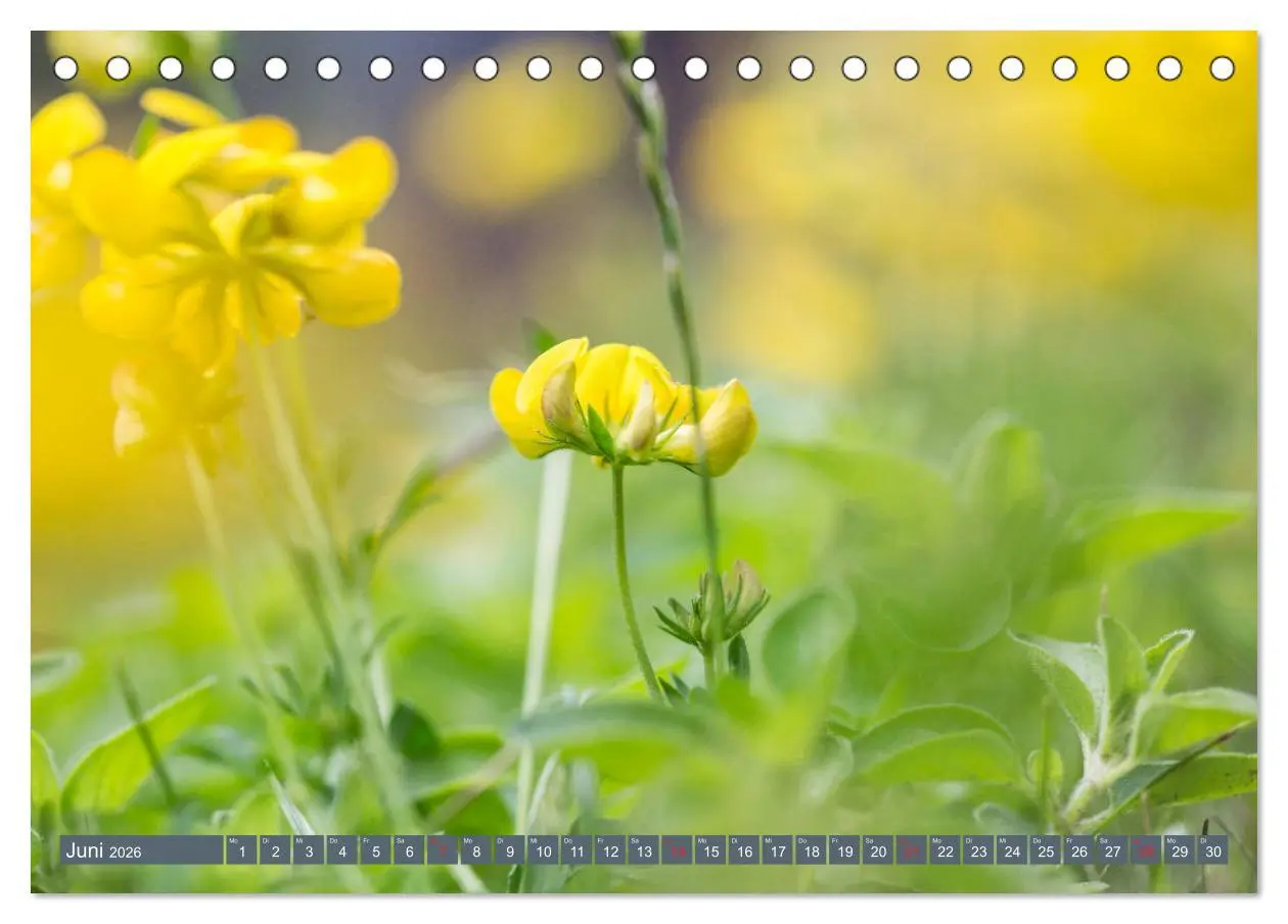 Bild: 9783457905500 | Die Natur hautnah (Tischkalender 2026 DIN A5 quer), CALVENDO...
