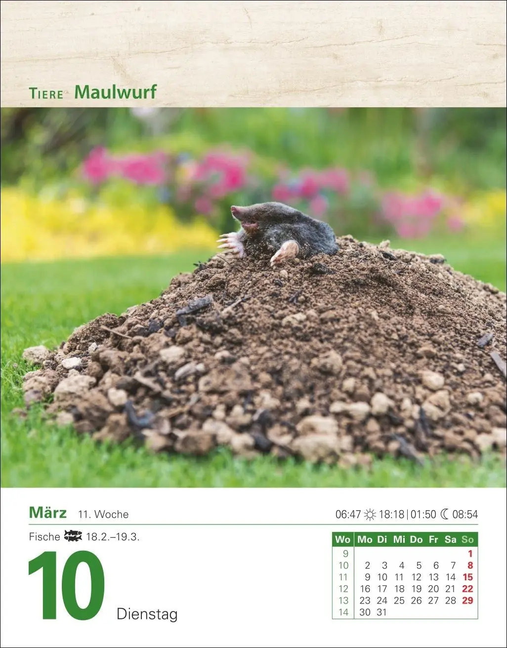 Bild: 9783840035500 | Mein Garten Tagesabreißkalender 2026 - Praktische Tipps für 2026