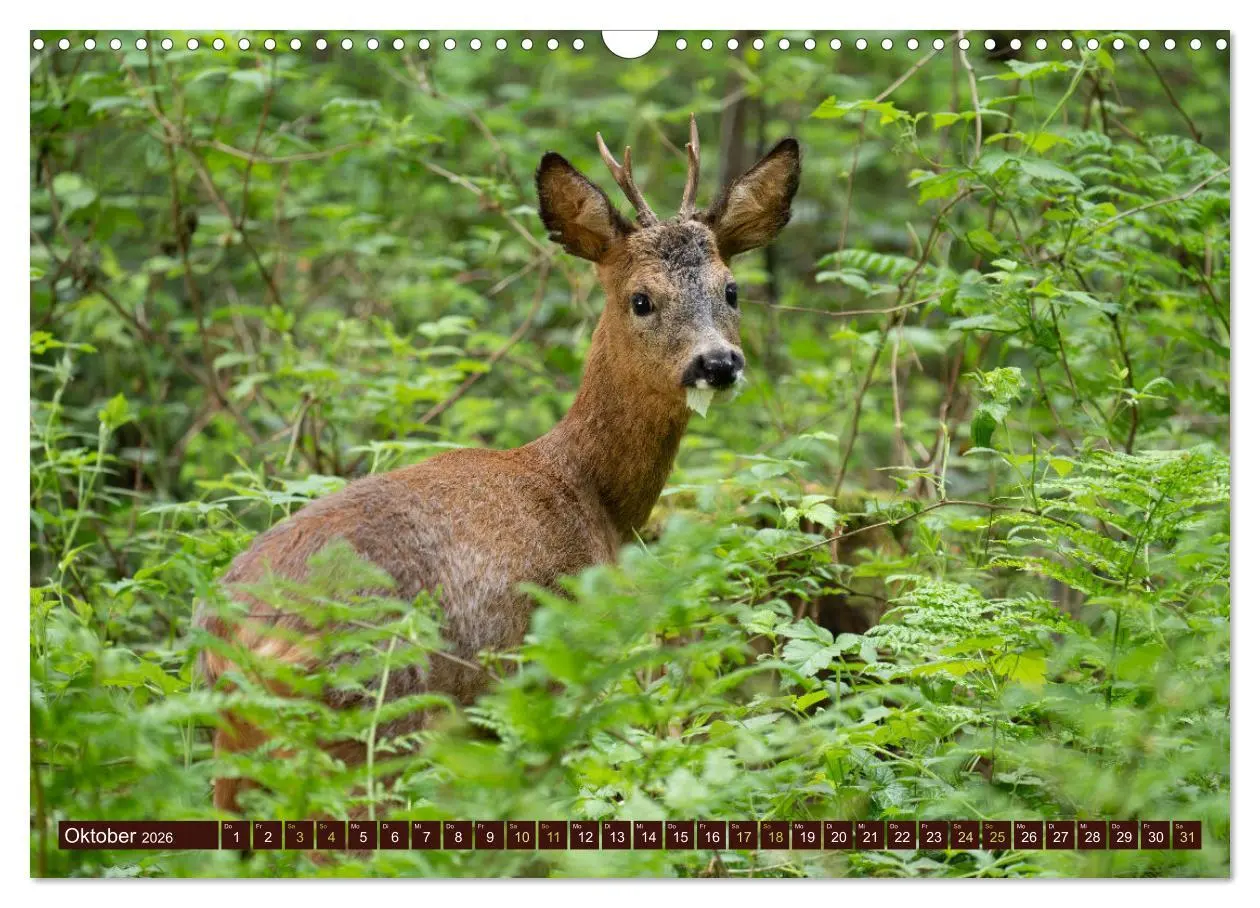 Bild: 9783457365700 | Zauberhafte Wesen - anmutiges Rehwild (Wandkalender 2026 DIN A3...
