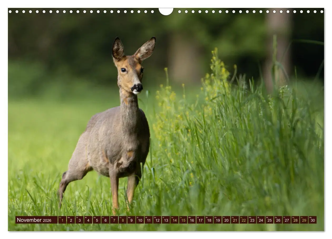 Bild: 9783457365700 | Zauberhafte Wesen - anmutiges Rehwild (Wandkalender 2026 DIN A3...