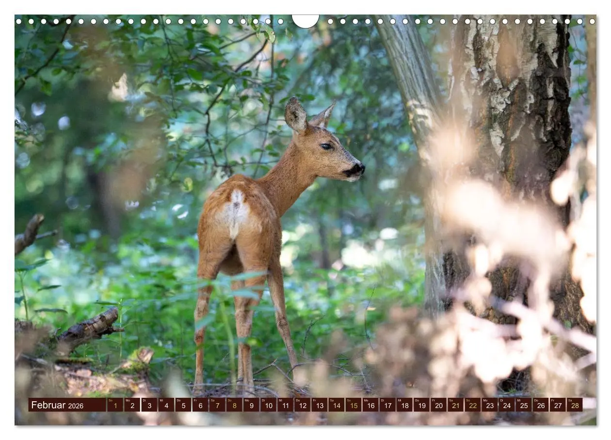 Bild: 9783457365700 | Zauberhafte Wesen - anmutiges Rehwild (Wandkalender 2026 DIN A3...