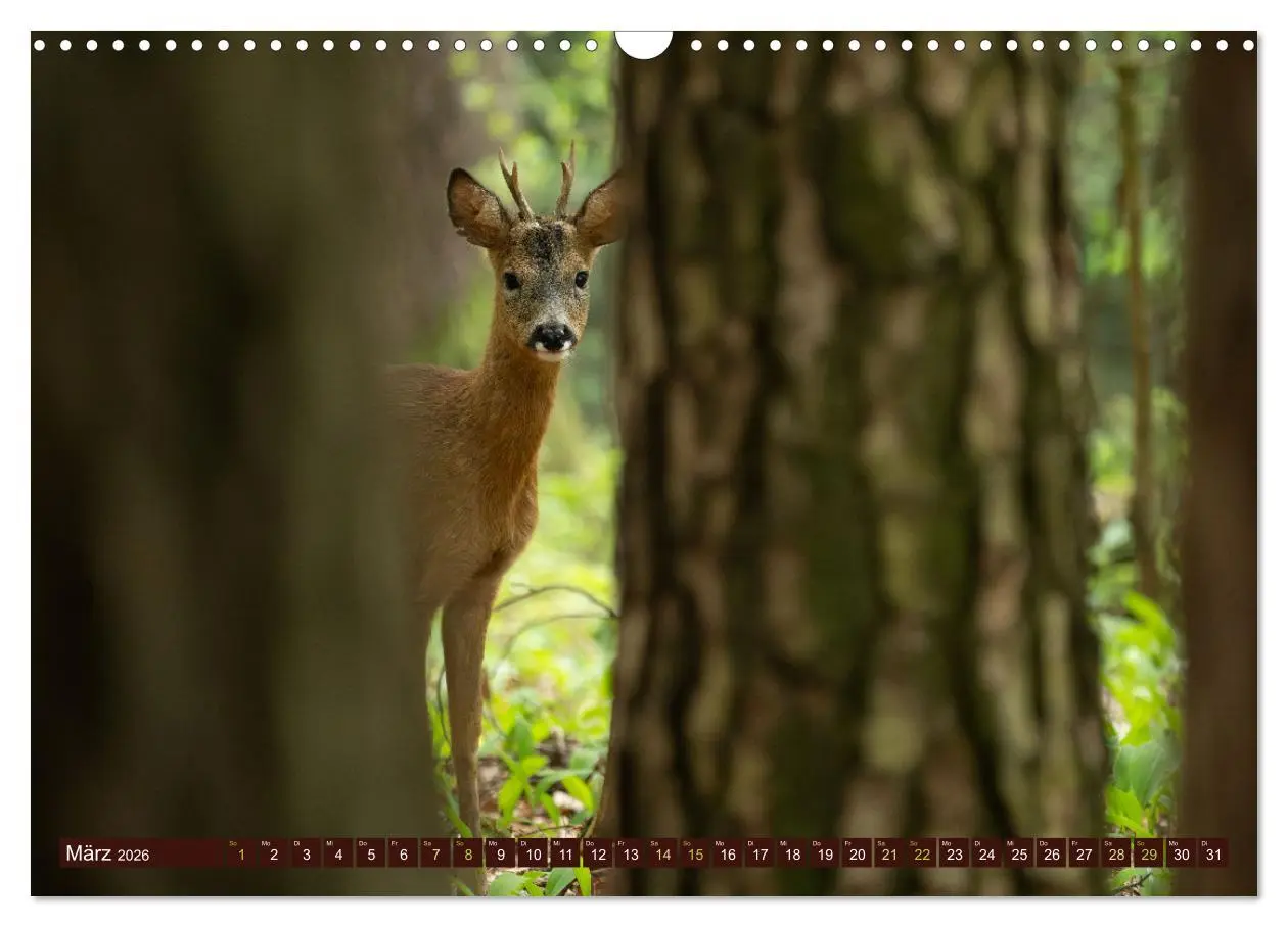Bild: 9783457365700 | Zauberhafte Wesen - anmutiges Rehwild (Wandkalender 2026 DIN A3...