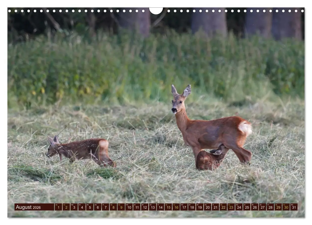 Bild: 9783457365700 | Zauberhafte Wesen - anmutiges Rehwild (Wandkalender 2026 DIN A3...