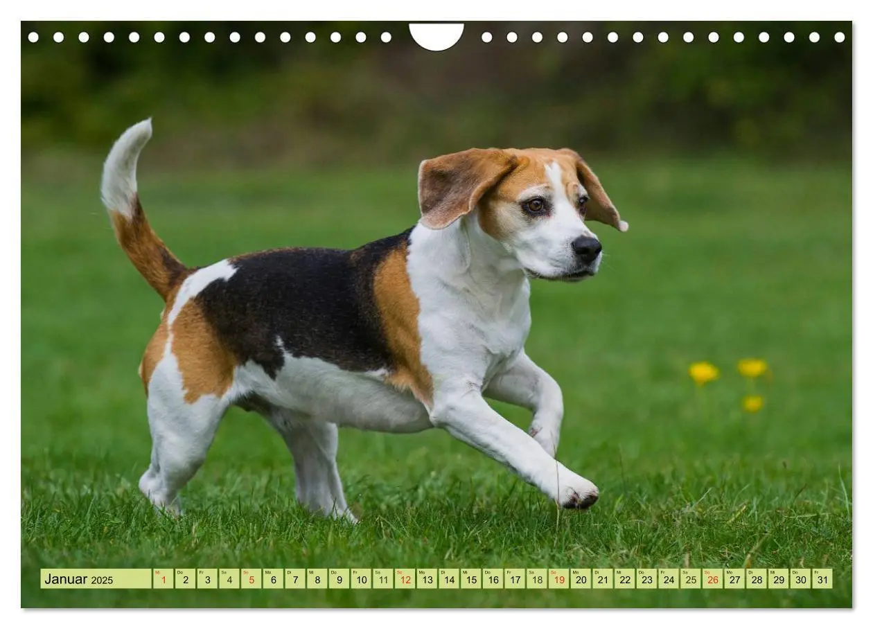 Bild: 9783435575800 | Beagle - Herz auf 4 Pfoten (Wandkalender 2025 DIN A4 quer),...