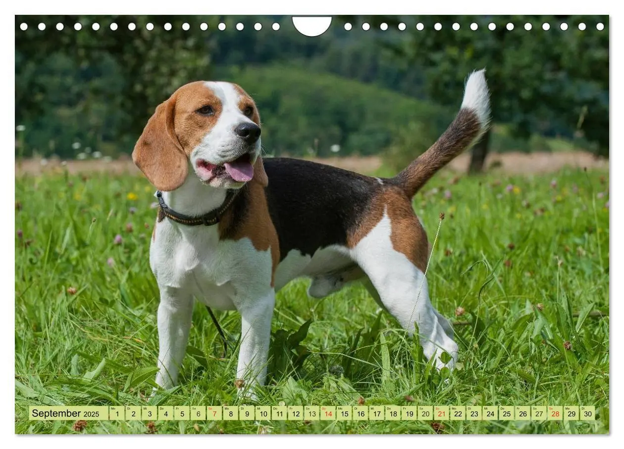 Bild: 9783435575800 | Beagle - Herz auf 4 Pfoten (Wandkalender 2025 DIN A4 quer),...