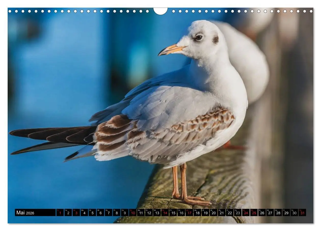 Bild: 9783516135800 | Entdeckungen auf der Insel Rügen (Wandkalender 2026 DIN A3 quer),...