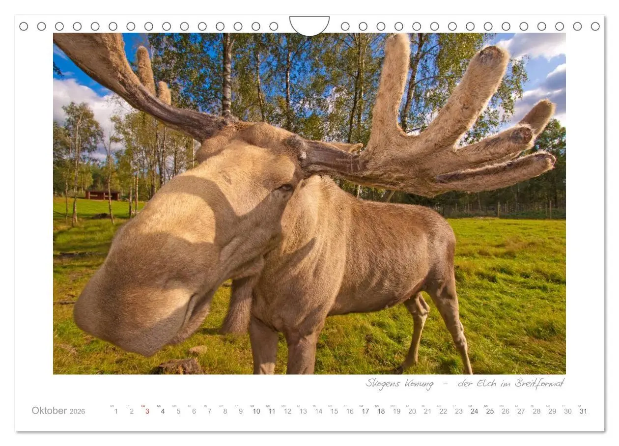 Bild: 9783516205800 | Sehnsucht Schweden - Sverige (Wandkalender 2026 DIN A4 quer),...