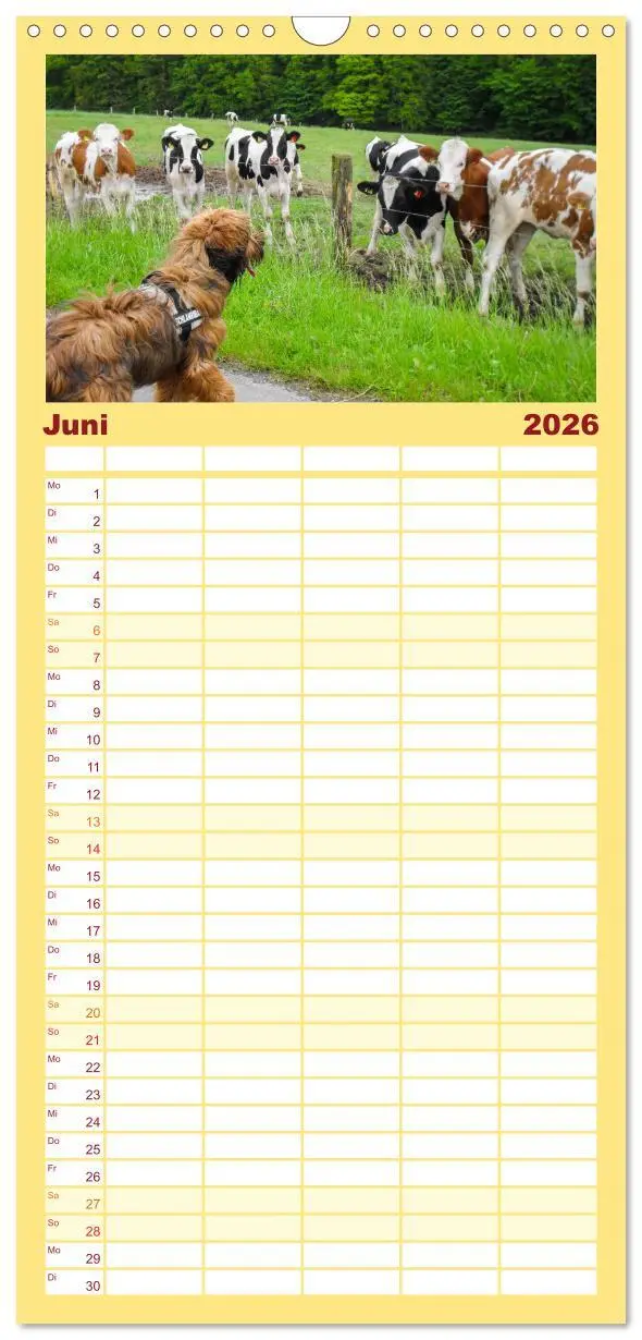 Bild: 9783516515800 | Familienplaner 2026 - Der Briard - Ein echter Charmeur mit 5...