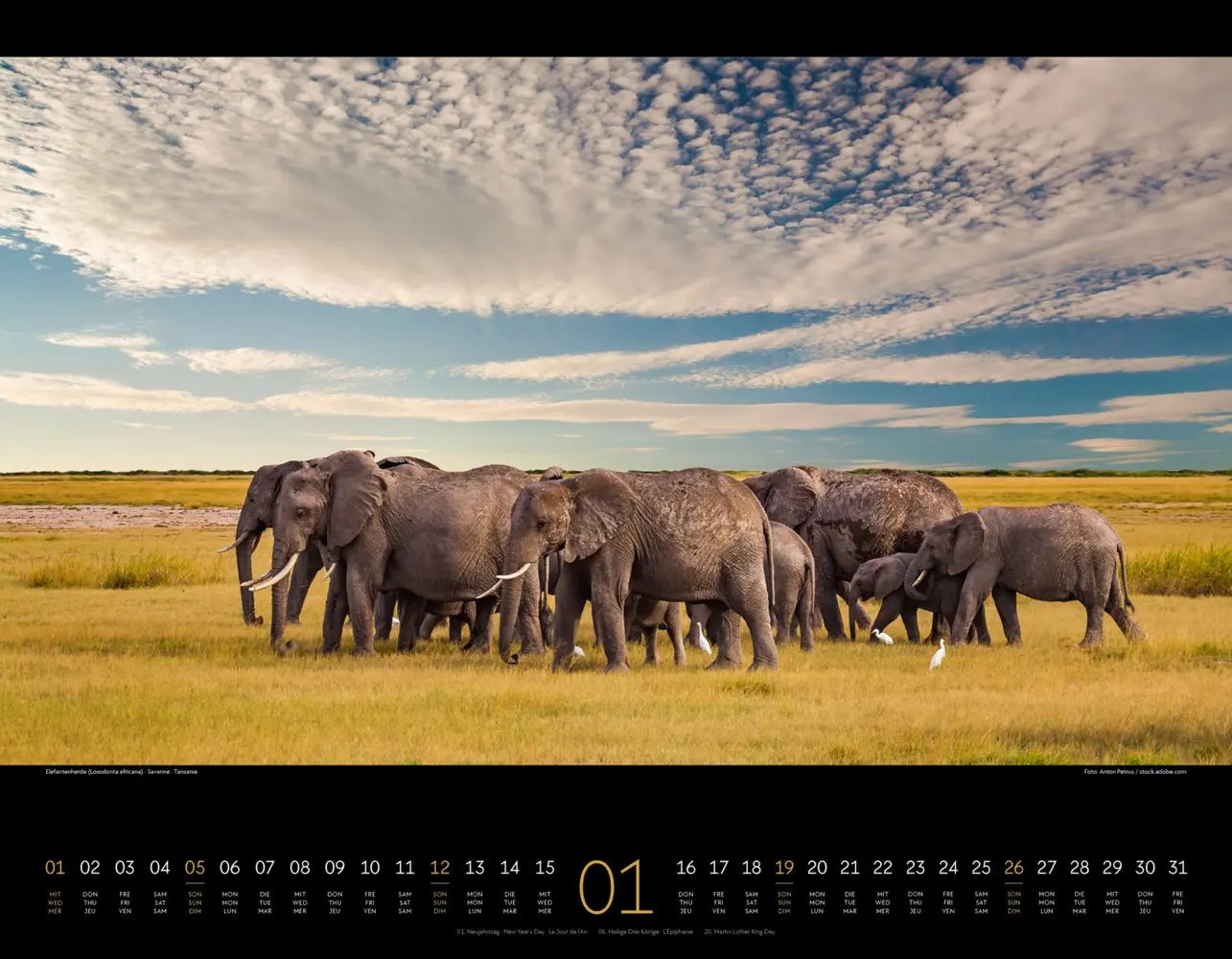 Bild: 9783838425900 | Wildes Afrika Kalender 2025 | Ackermann Kunstverlag | Kalender | 2025