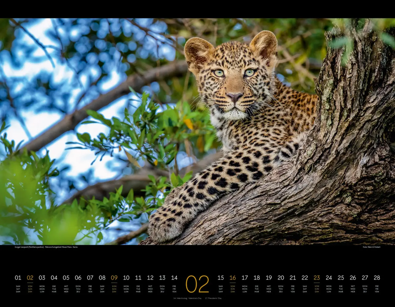 Bild: 9783838425900 | Wildes Afrika Kalender 2025 | Ackermann Kunstverlag | Kalender | 2025
