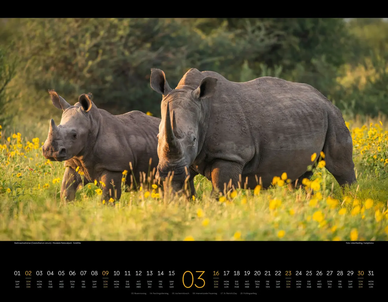Bild: 9783838425900 | Wildes Afrika Kalender 2025 | Ackermann Kunstverlag | Kalender | 2025