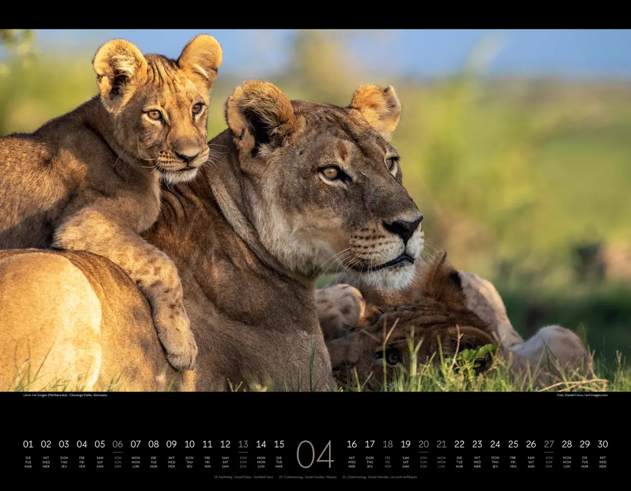 Bild: 9783838425900 | Wildes Afrika Kalender 2025 | Ackermann Kunstverlag | Kalender | 2025