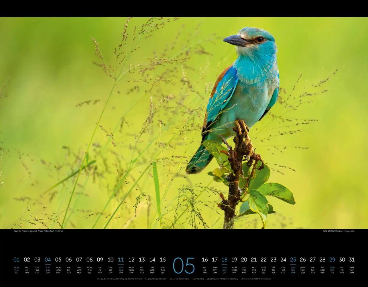 Bild: 9783838425900 | Wildes Afrika Kalender 2025 | Ackermann Kunstverlag | Kalender | 2025