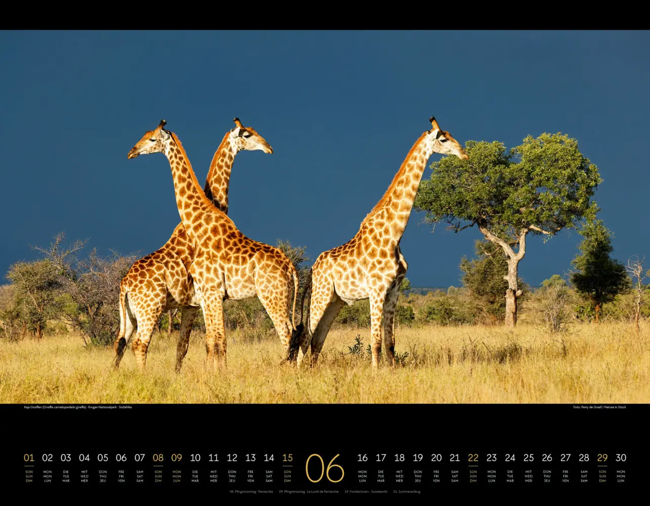 Bild: 9783838425900 | Wildes Afrika Kalender 2025 | Ackermann Kunstverlag | Kalender | 2025