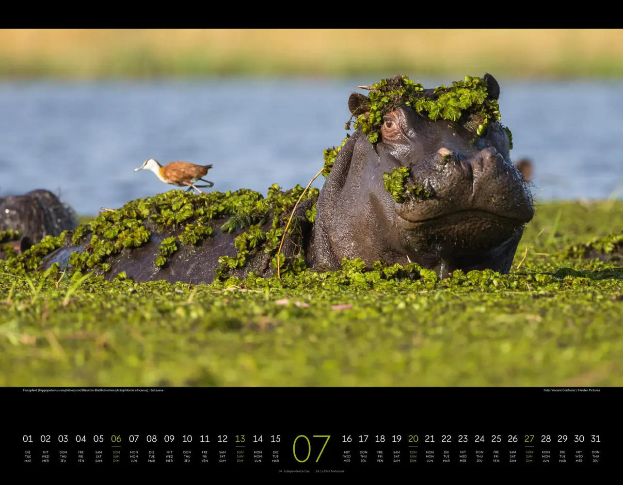 Bild: 9783838425900 | Wildes Afrika Kalender 2025 | Ackermann Kunstverlag | Kalender | 2025