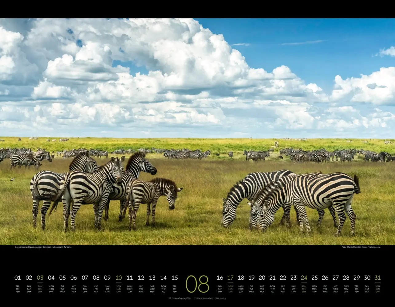 Bild: 9783838425900 | Wildes Afrika Kalender 2025 | Ackermann Kunstverlag | Kalender | 2025