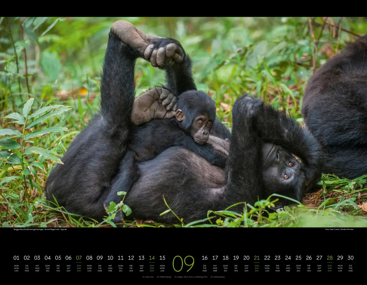 Bild: 9783838425900 | Wildes Afrika Kalender 2025 | Ackermann Kunstverlag | Kalender | 2025