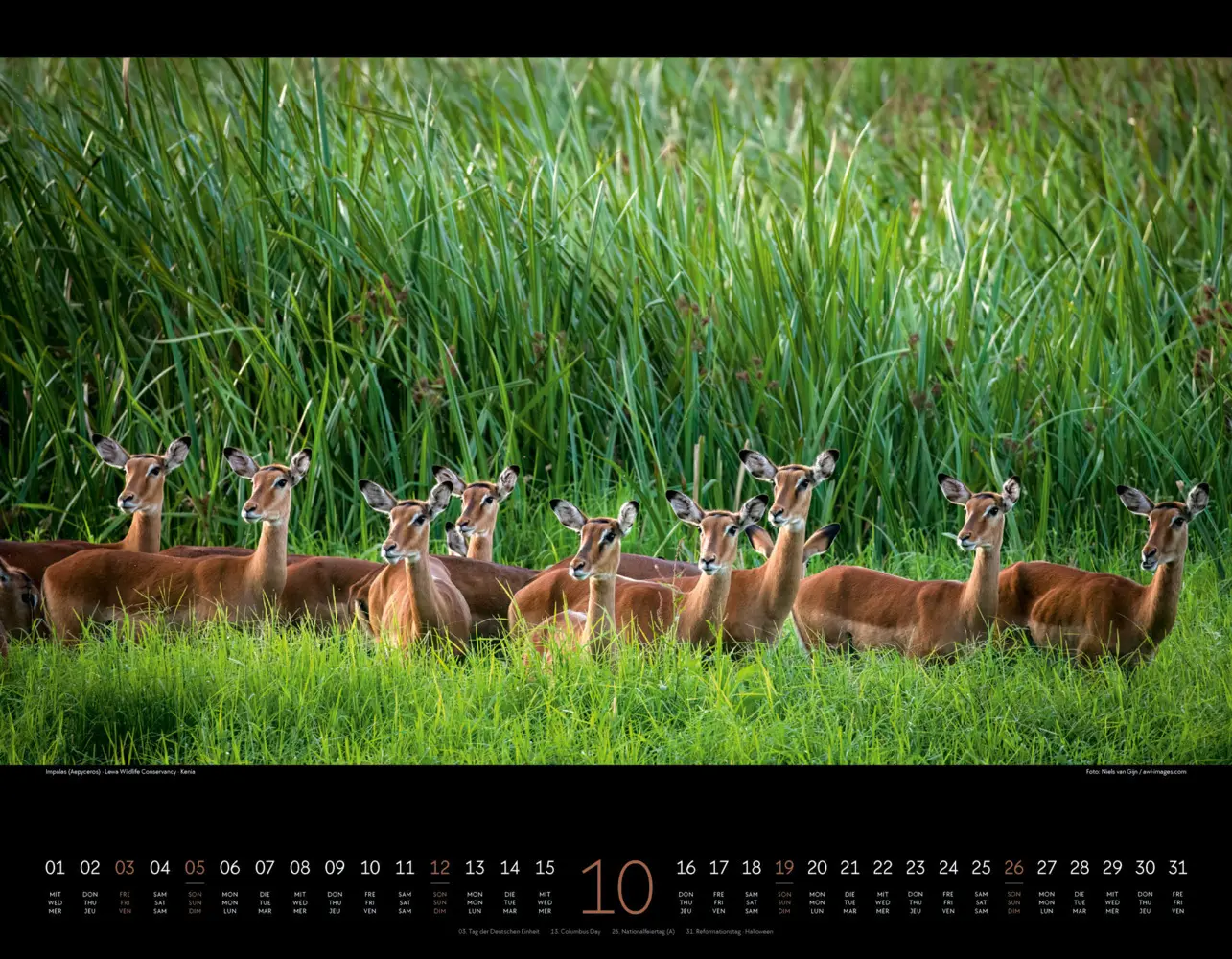 Bild: 9783838425900 | Wildes Afrika Kalender 2025 | Ackermann Kunstverlag | Kalender | 2025