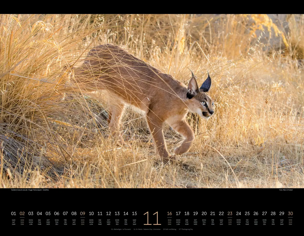 Bild: 9783838425900 | Wildes Afrika Kalender 2025 | Ackermann Kunstverlag | Kalender | 2025