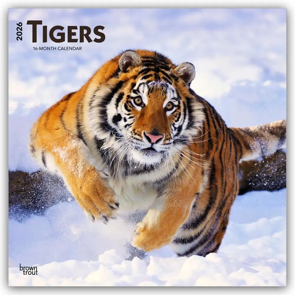 Cover: 9798330705900 | Tigers 2026 12 X 24 Inch (Hanging) Monthly Square Wall Calendar...