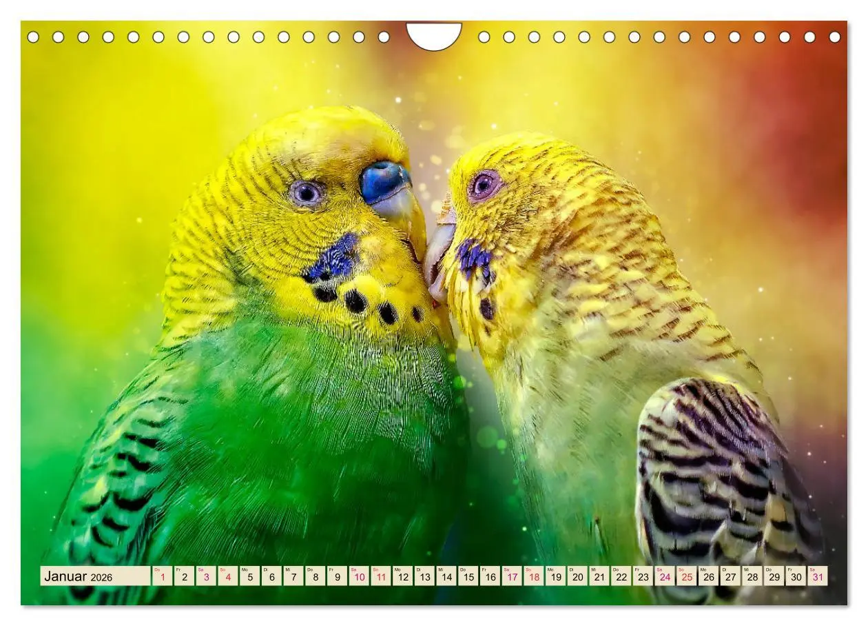 Bild: 9783457846100 | Wunderschöner Wellensittich (Wandkalender 2026 DIN A4 quer),...