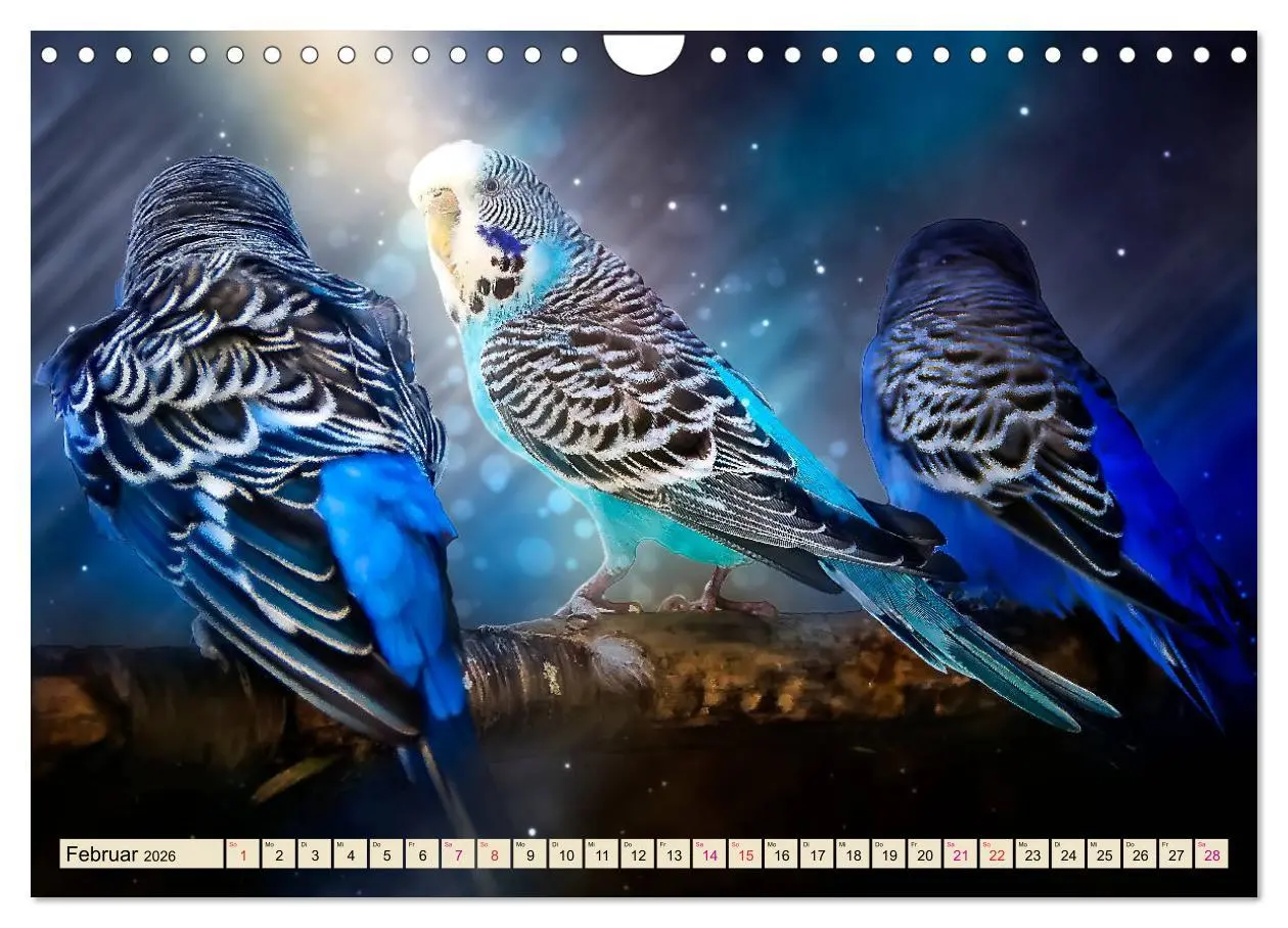 Bild: 9783457846100 | Wunderschöner Wellensittich (Wandkalender 2026 DIN A4 quer),...