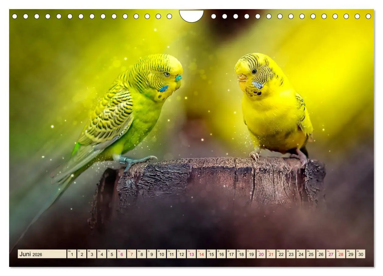 Bild: 9783457846100 | Wunderschöner Wellensittich (Wandkalender 2026 DIN A4 quer),...