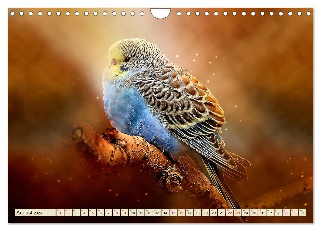 Bild: 9783457846100 | Wunderschöner Wellensittich (Wandkalender 2026 DIN A4 quer),...