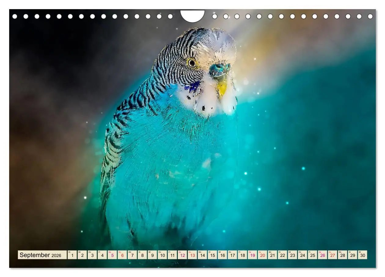 Bild: 9783457846100 | Wunderschöner Wellensittich (Wandkalender 2026 DIN A4 quer),...