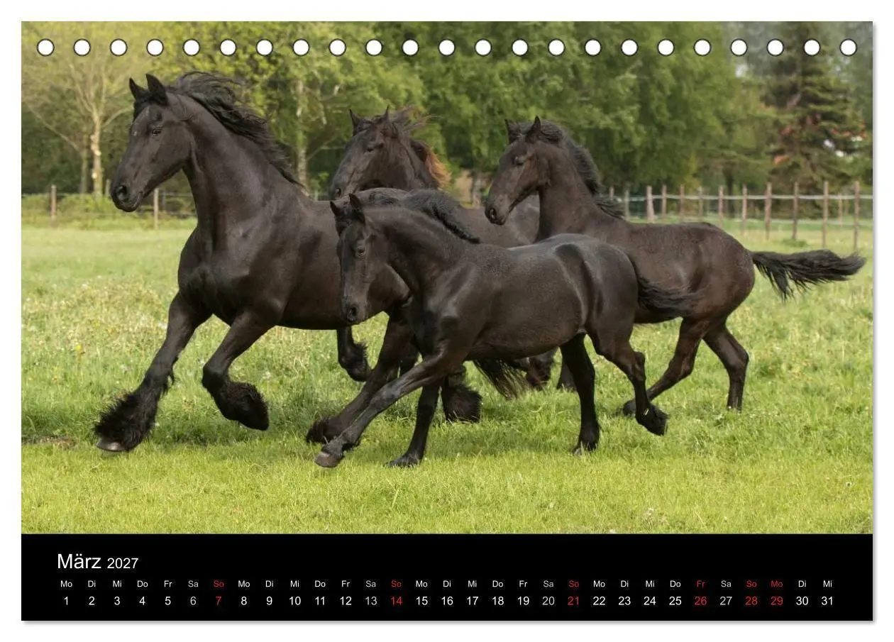 Bild: 9783569956100 | Friesen - Schönheit, Kraft und Eleganz (Tischkalender 2027 DIN A5...