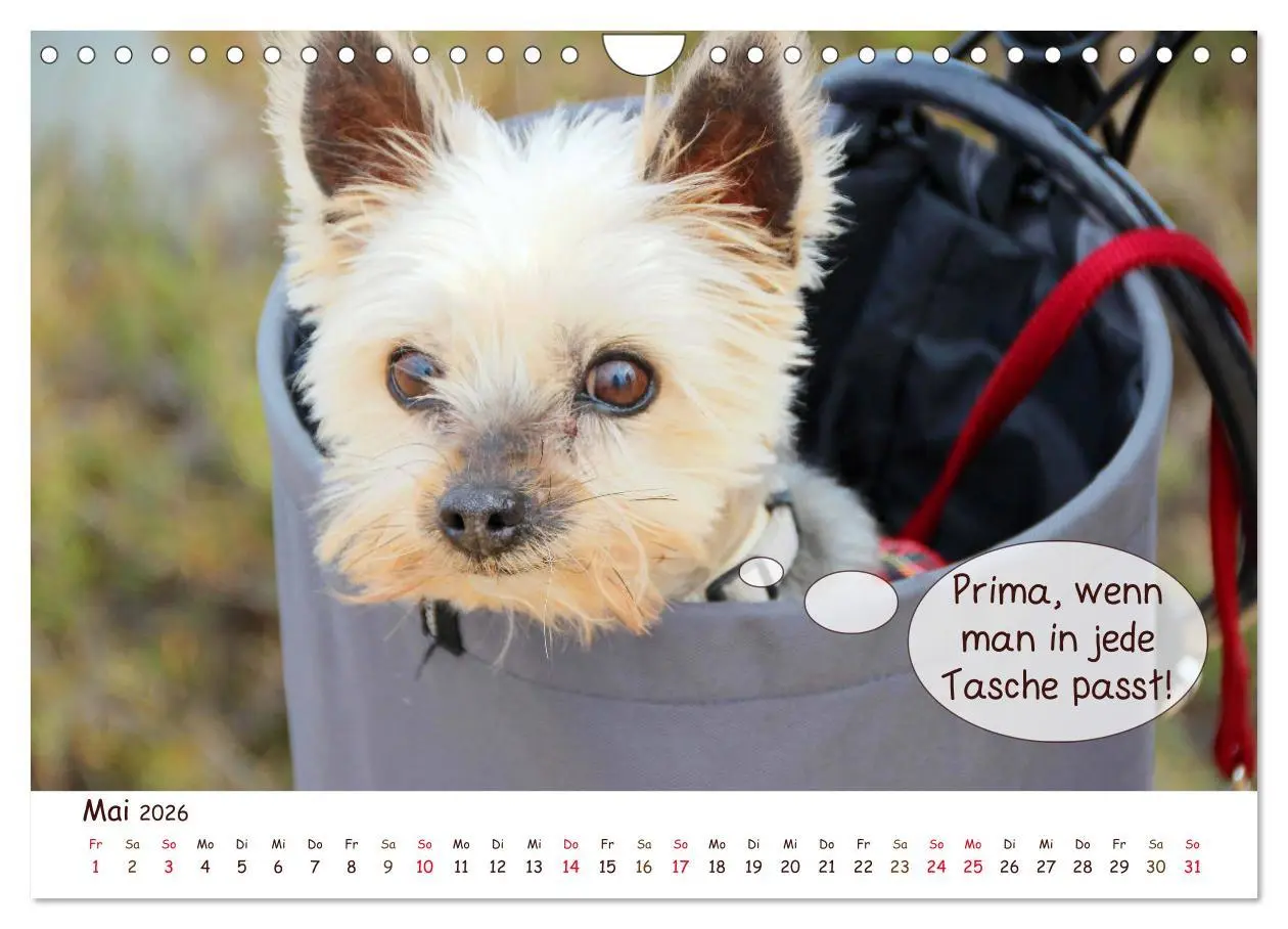 Bild: 9783457836200 | Frei Schnauze 2026. Was Hunde am liebsten sagen würden...
