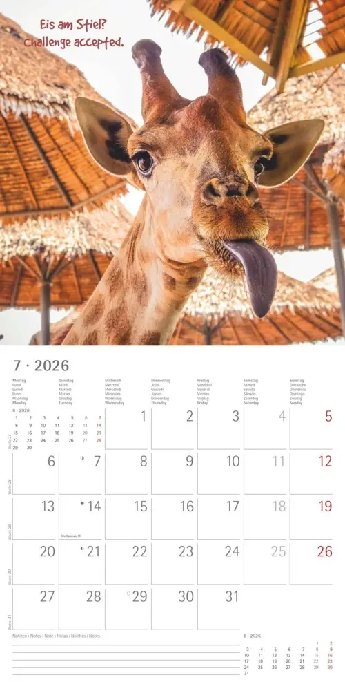 Bild: 4069095006300 | Alpha Edition - Funny Animals 2026 - Wandkalender 30×30 cm (30×60...
