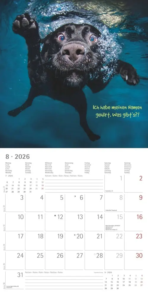 Bild: 4069095006300 | Alpha Edition - Funny Animals 2026 - Wandkalender 30×30 cm (30×60...