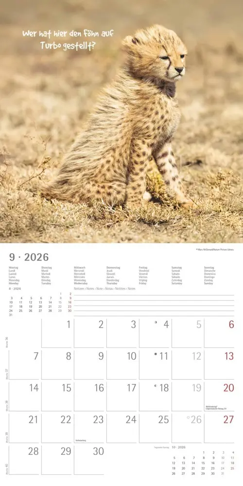 Bild: 4069095006300 | Alpha Edition - Funny Animals 2026 - Wandkalender 30×30 cm (30×60...