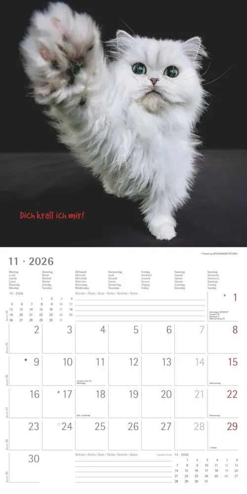 Bild: 4069095006300 | Alpha Edition - Funny Animals 2026 - Wandkalender 30×30 cm (30×60...
