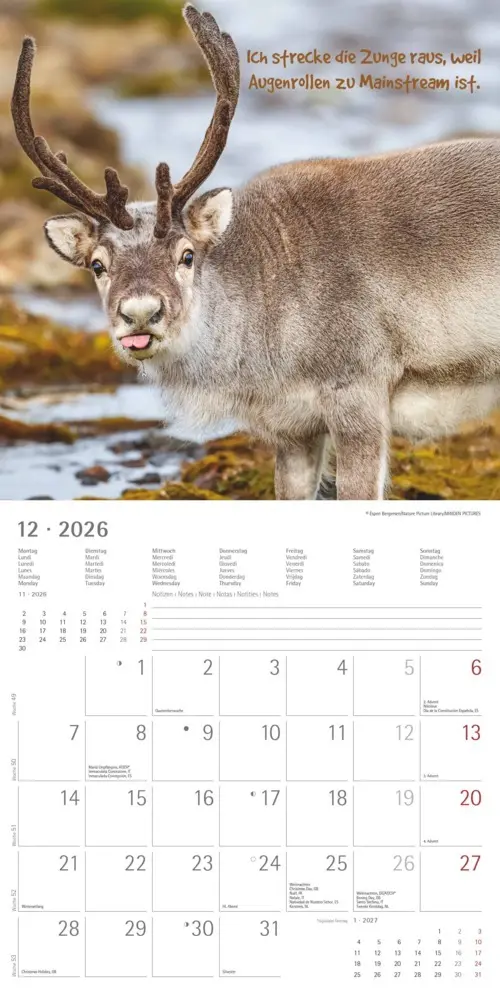Bild: 4069095006300 | Alpha Edition - Funny Animals 2026 - Wandkalender 30×30 cm (30×60...