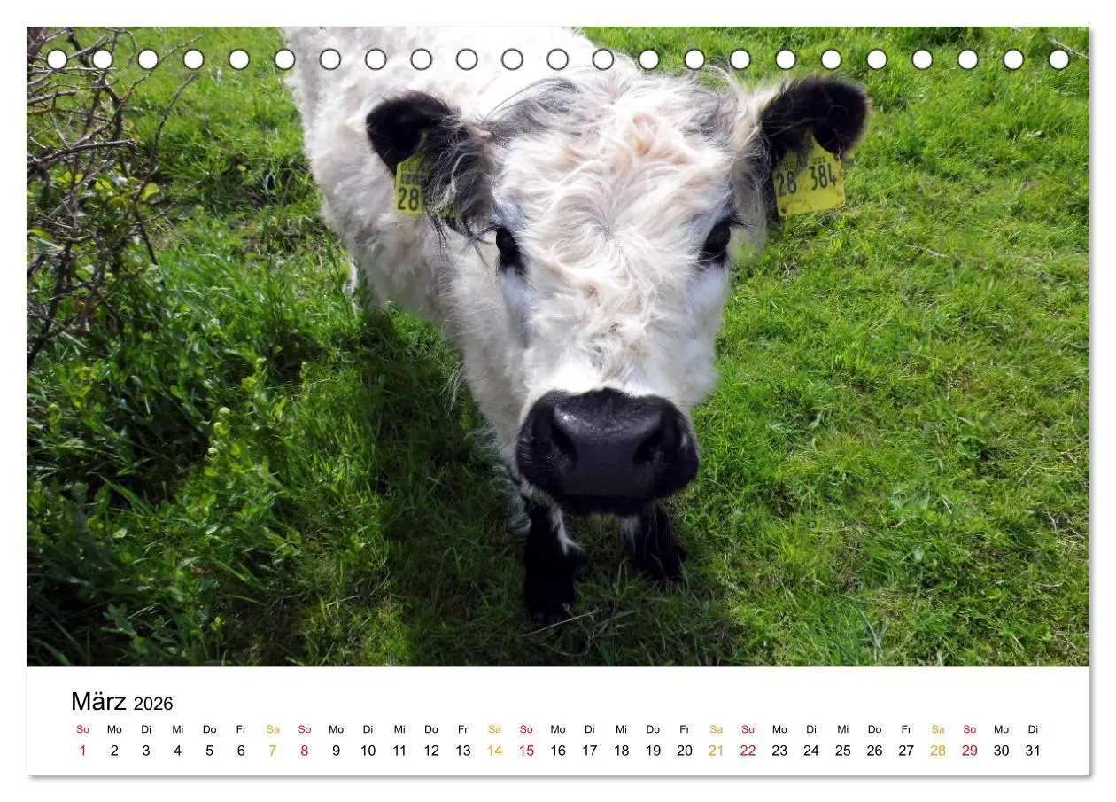 Bild: 9783457756300 | Helgoland Kalender (Tischkalender 2026 DIN A5 quer), CALVENDO...