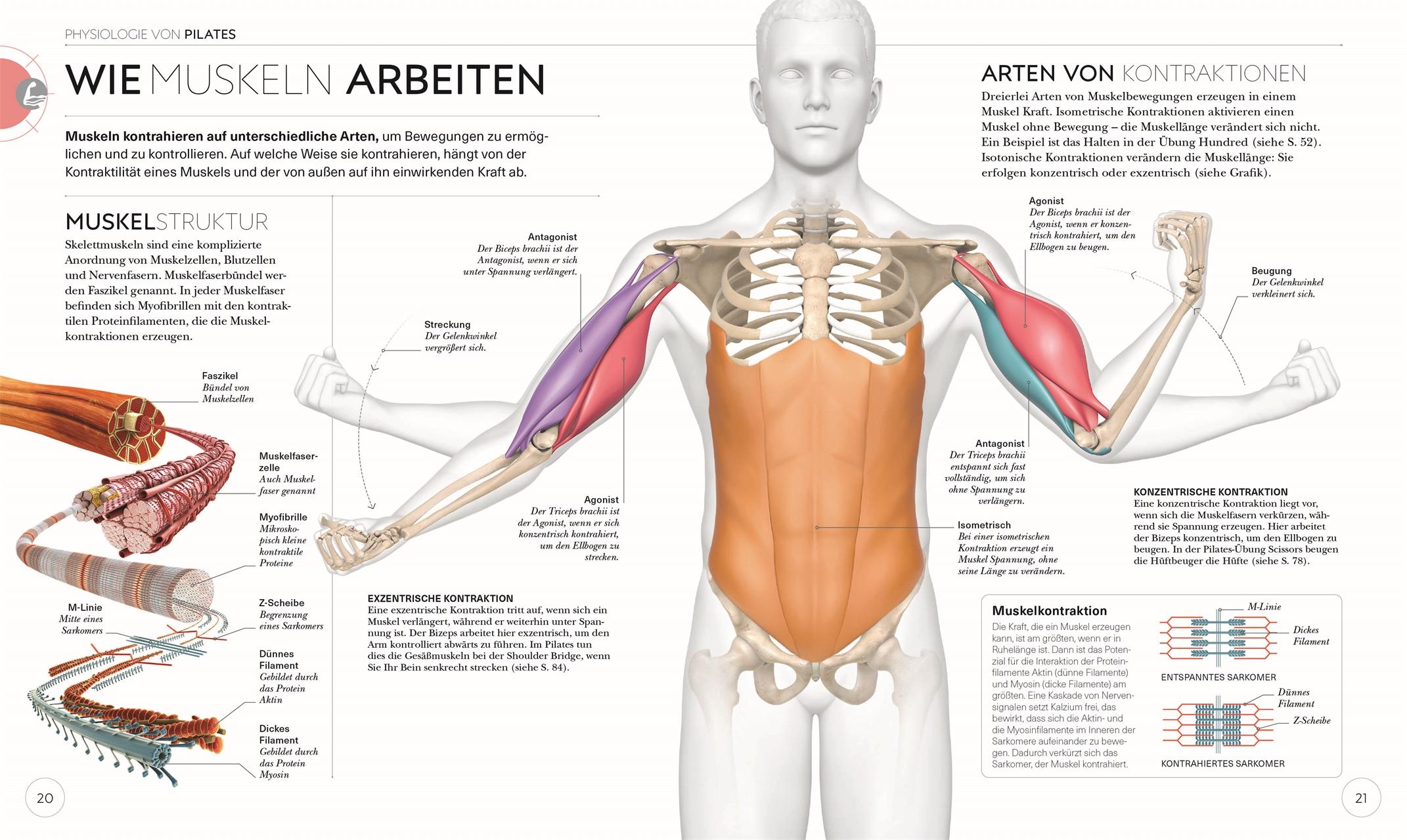 Bild: 9783831046300 | Pilates - Die Anatomie verstehen | Tracy Ward | Taschenbuch | 224 S.
