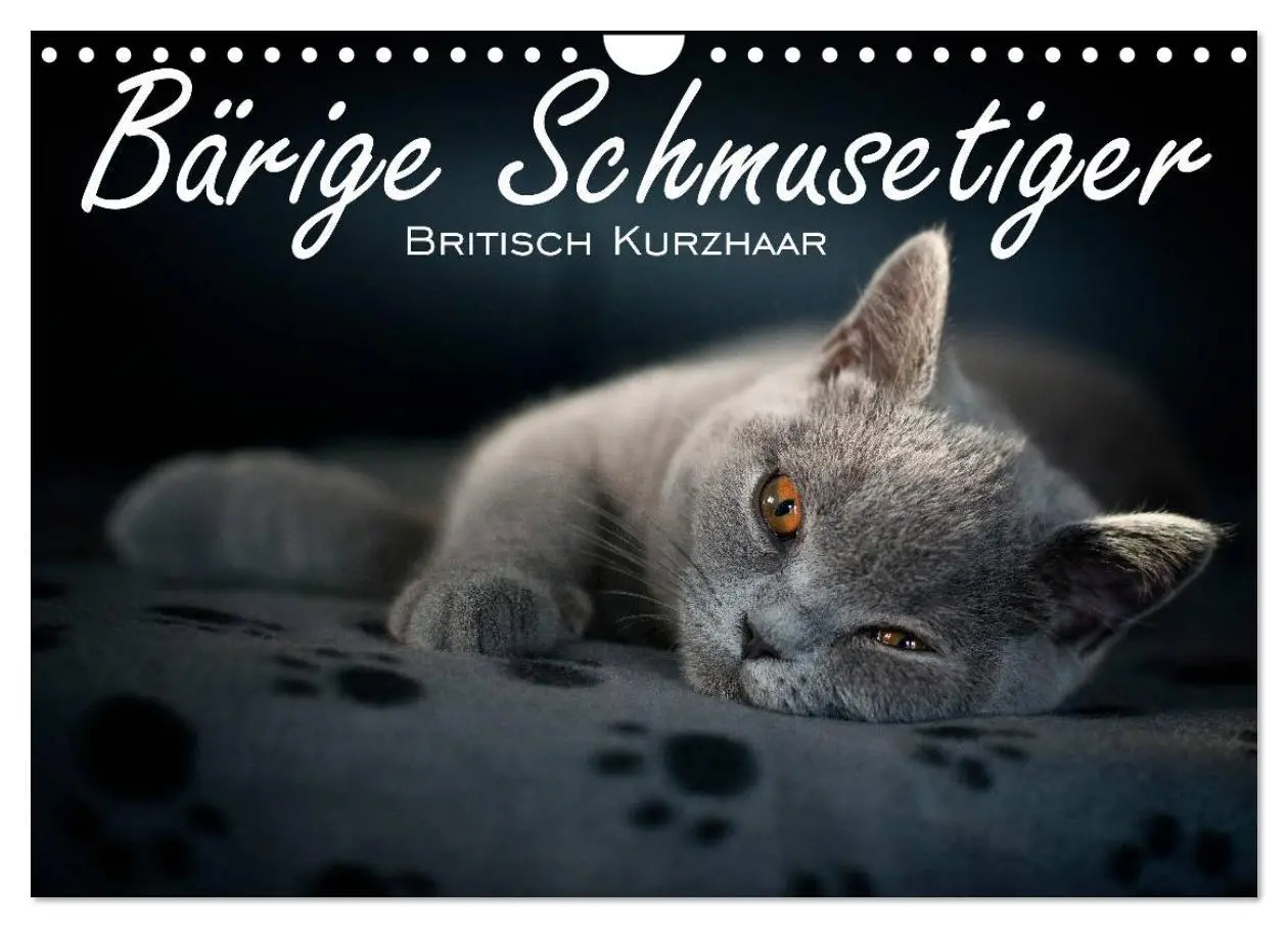 Cover: 9783516146400 | Bärige Schmusetiger - Britisch Kurzhaar / CH-Version (Wandkalender...