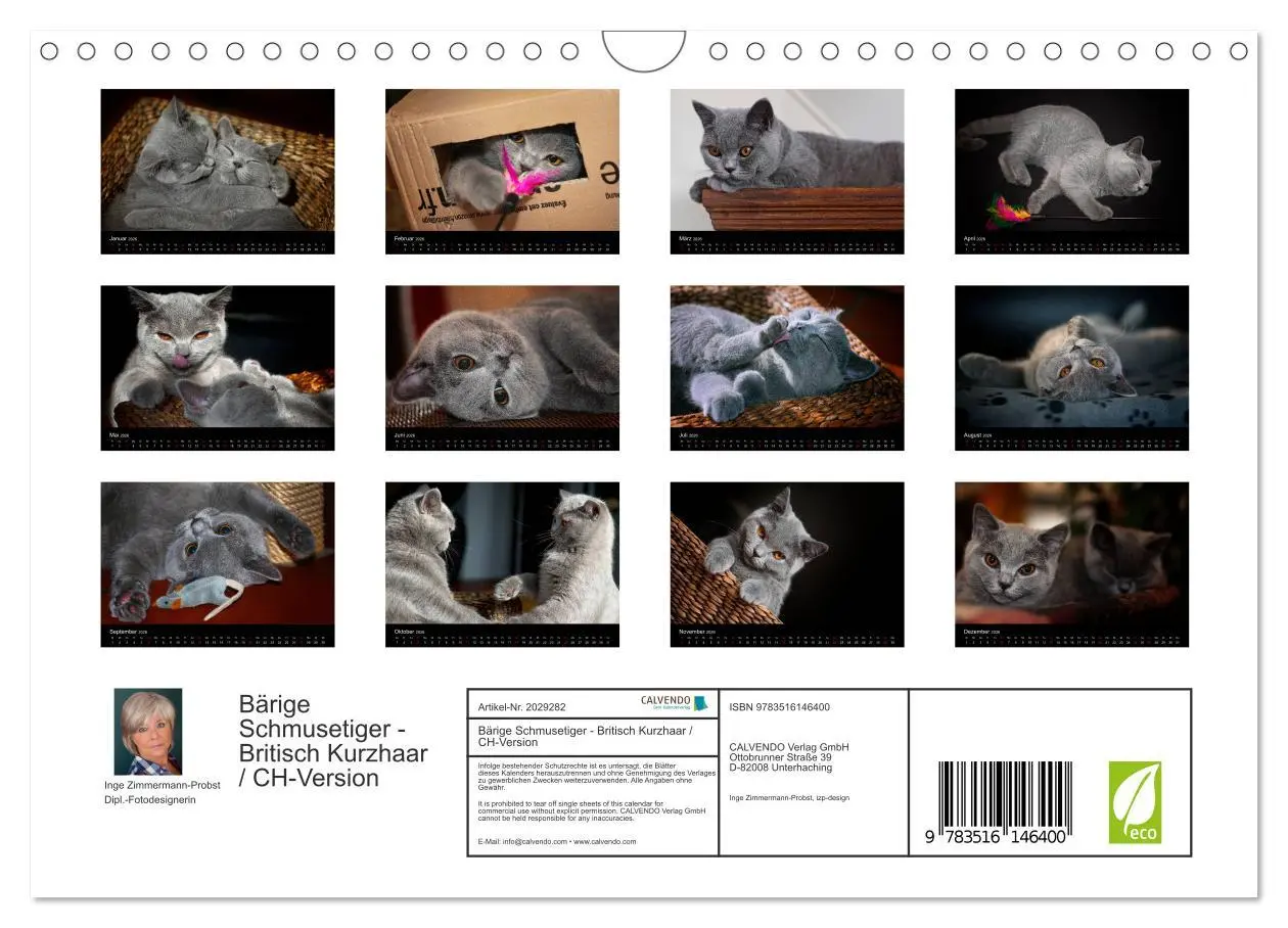 Bild: 9783516146400 | Bärige Schmusetiger - Britisch Kurzhaar / CH-Version (Wandkalender...